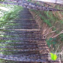 翁源甘蔗欢迎合作翁源刘厚清诚信合作