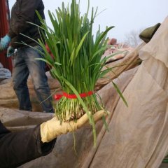 莘县张寨刘泽勇12月 苔韭王韭菜