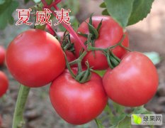 越夏高产抗病西红柿种子夏威夷