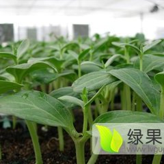 扶绥本基地有大量的（黑美人）（小麒麟）嫁接