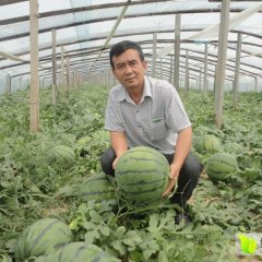 供应“印尼甜宝”西瓜种