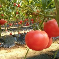 禹城市硬粉西红柿大量供应