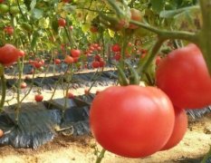 禹城市硬粉西红柿大量供应