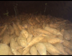 大量销售肥城红薯【西农431】
