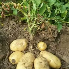 公主岭市怀德镇荷兰十赵洪坤诚信合作