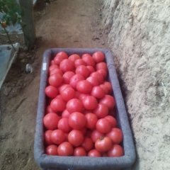 2016禹城西红柿俏销大江南北