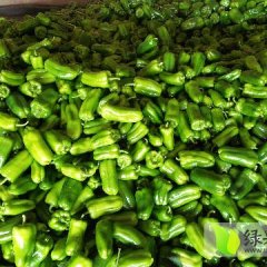 莘县辣椒是名优特产,魏庄马保雁诚信合作