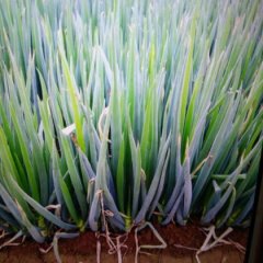 2016安丘大葱现在订货有惊喜