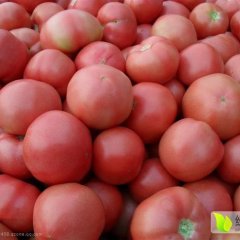 2016任城西红柿现在订货有惊喜