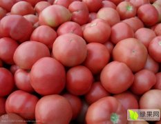 2016任城西红柿现在订货有惊喜