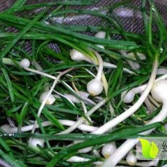 新民梁山顾先生大脑崩(小根蒜)