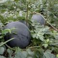 大荔县无籽西瓜 贵达198大量供应