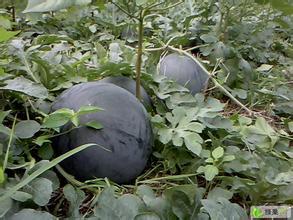 大荔县无籽西瓜 贵达198大量供应