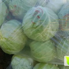 金乡甘蓝名扬天下,马集蔡建国诚信合作