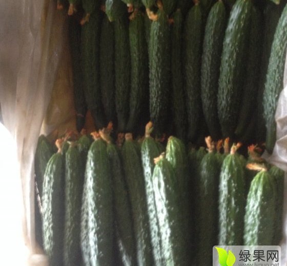 2016年山东沂南德瑞特721黄瓜价格