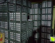 2016年春季红富士苹果走势如何？