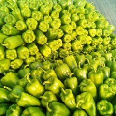 山东莘县魏庄大量圆椒辣椒上市欢迎采购