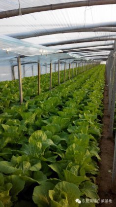 2017年山东青州菊锦春白菜价格