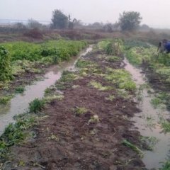 南昌县富山戴建平9月香芹