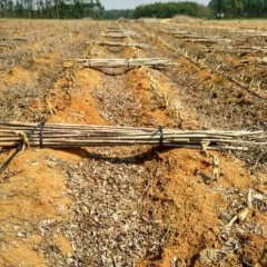 药材种植基地种植有一百多亩优质粉葛