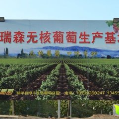 克瑞森无核葡萄，自己园种植，大量供应