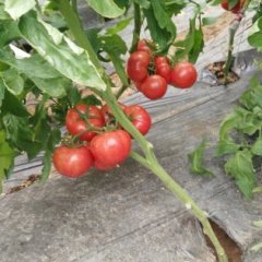 2016泾阳西赵剑西红柿质量好