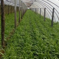 2016中牟韭菜今年价格有看点