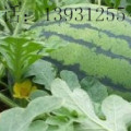 清苑东吕闫国红3月京欣西瓜
