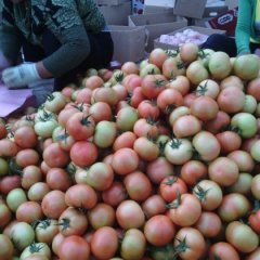 内蒙古喀喇沁旗硬红西红柿量大 果品好