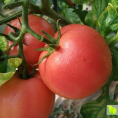 供应硬粉西红柿