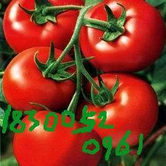 海阳龙山王辉1月硬粉西红柿