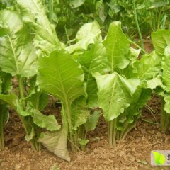 襄城其他蔬菜品质优良,王洛杨栋阁诚信合作