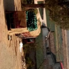 西昌甘蓝质量上等礼州尹雄诚信代办