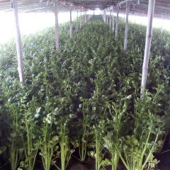 2016金乡芹菜今年价格有看点