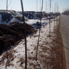 商河芹菜随行就市孙集尹庆元诚信合作