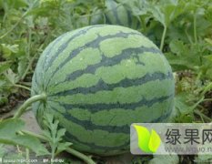 弥勒弥阳小明4月麒麟西瓜