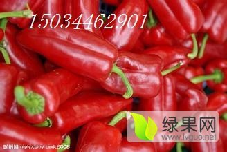 山西忻府北京红辣椒长势旺盛