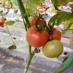 2016平度西红柿再不来就没机会了！