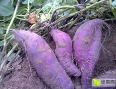 山东蒙阴希望有紫薯种苗的合作联系推广200亩