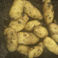 讷河同义胡龙喜二两荷兰十五土豆