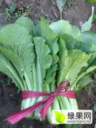 2016年河北永年小白菜价格
