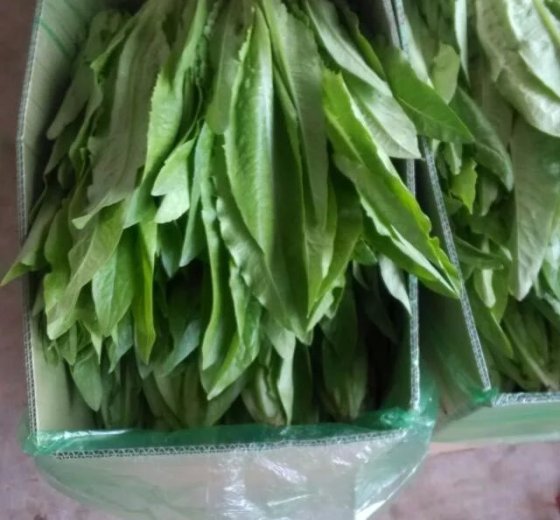 2016年河北永年油麦菜价格