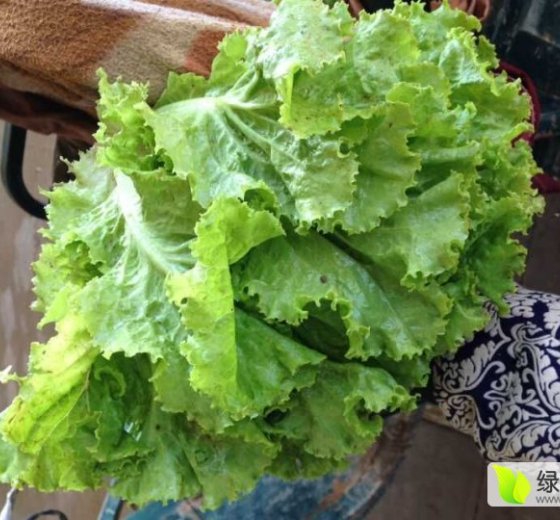 2016年河北永年散叶生菜价格