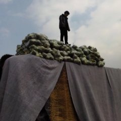 2016西昌甘蓝抓住商机无限