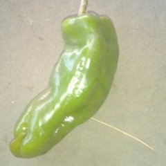 东台辣椒火热上市,兰址王世明诚信合作