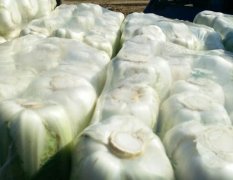 肥城白菜价格行情平稳,桃园阴继龙诚信合作