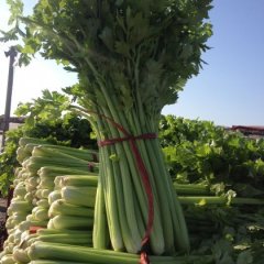 中牟官渡邱立勋11月法国皇后芹菜