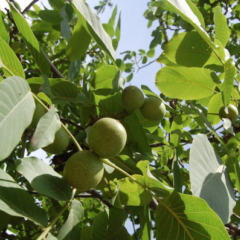 纯正山核桃，自己家种的