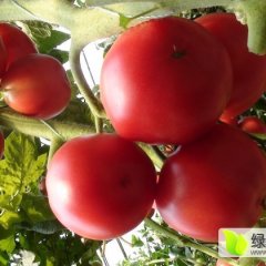 2016苍南西红柿现在订货有惊喜