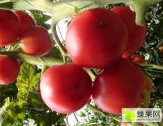 2016苍南西红柿现在订货有惊喜